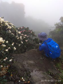 夏初春色 大美茶巖頂20190420