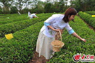 日照景陽青茶園掛牌大眾網(wǎng)采風(fēng)基地，園美茶香引人入勝